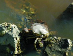Mud crabs crawled out of the river in a vain attempt to find some water with oxygen.